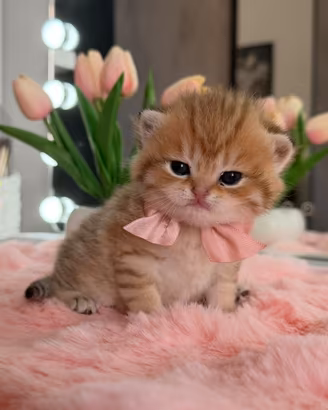 Gattina Scottish/Highland Golden Tabby (Femmina)