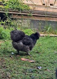 Galline Moroseta