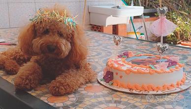 Barboncino cuccioli con pedigree