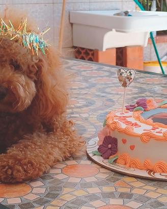 Barboncino cuccioli con pedigree