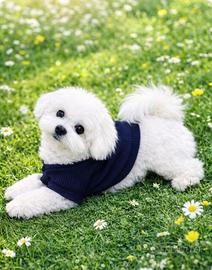 Maltese x accoppiamento
