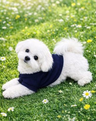 Maltese x accoppiamento