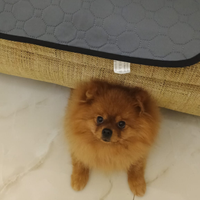 Maschio per accoppiamento Spitz Pomerania