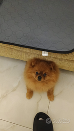 Maschio per accoppiamento Spitz Pomerania