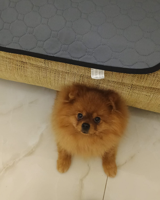 Spitz Pomerania Nano per Monta