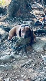 Arturo bassotto standard per fidanzata