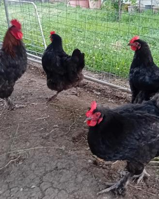 Marans e Brahma