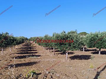 Terreno, Paceco.