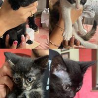 Gatti che vogliono casa