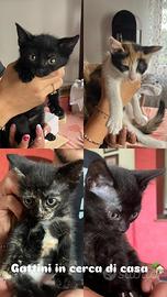 Gatti che vogliono casa