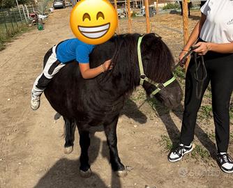 Pony