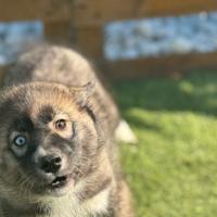 Husky