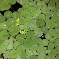 Salvinia minima