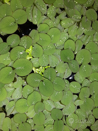 Salvinia minima