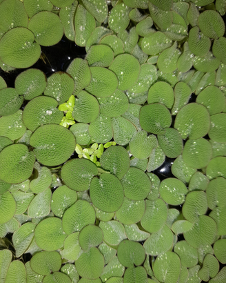Salvinia minima
