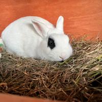 Coniglio nano