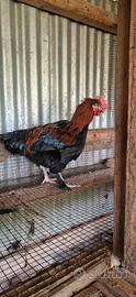 Maschi di Marans