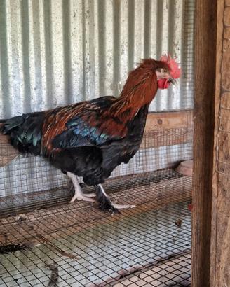 Maschi di Marans