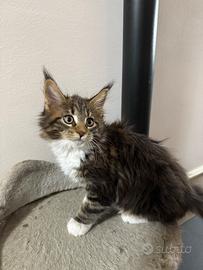 Cuccioli di Maine Coon disponibili per Natale