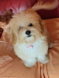 Cucciola di maltipoo