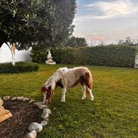 Mini poni shetland