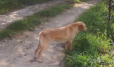 Segugio-Setter