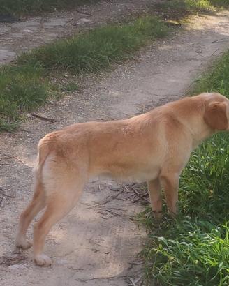 Segugio-Setter