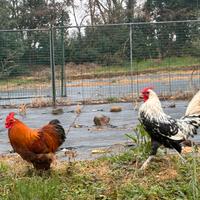 Gallo Brahma nano e Amburgo