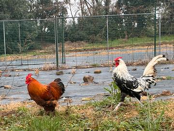 Gallo Brahma nano e Amburgo