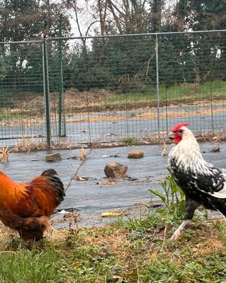 Gallo Brahma nano e Amburgo