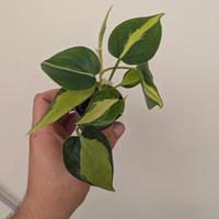philodendron brasil