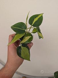 philodendron brasil