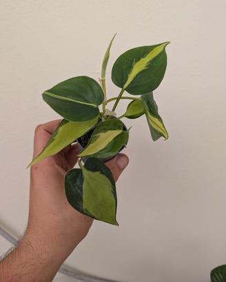 philodendron brasil