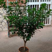 Pianta di Ficus Microcarpa