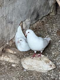 Piccioni