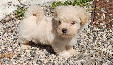 Maltipoo cuccioli