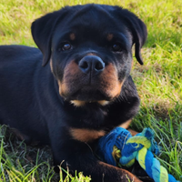 Cuccioli di Rottweiler alta genealogia