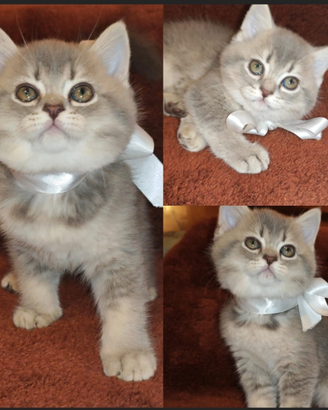 Gattina british
