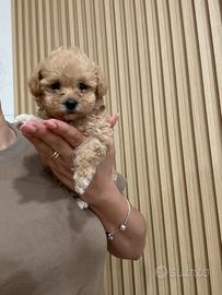 Maltipoo