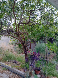 Casa indipendente con giardino
