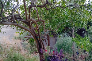 Casa indipendente con giardino