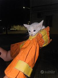Gatto maschio