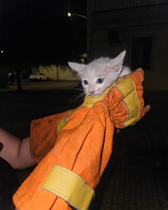 Gatto maschio