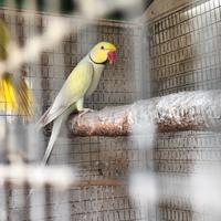 Parrocchetto dal collare mutata