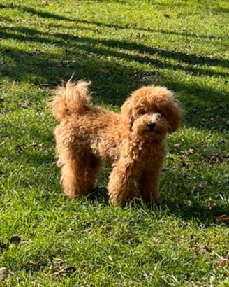barboncino Toy  per accoppiamento