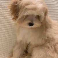 Maltipoo femmina