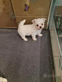 Maltesi con pedigree