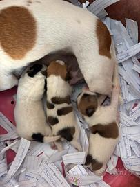 Jack russell zampa corta