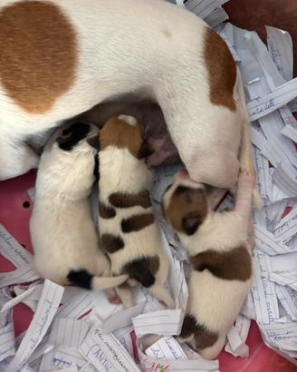 Jack russell zampa corta