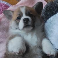 Corgi Welsh corgi pembroke